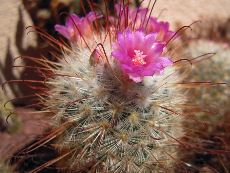 Mammillaria bombycina 