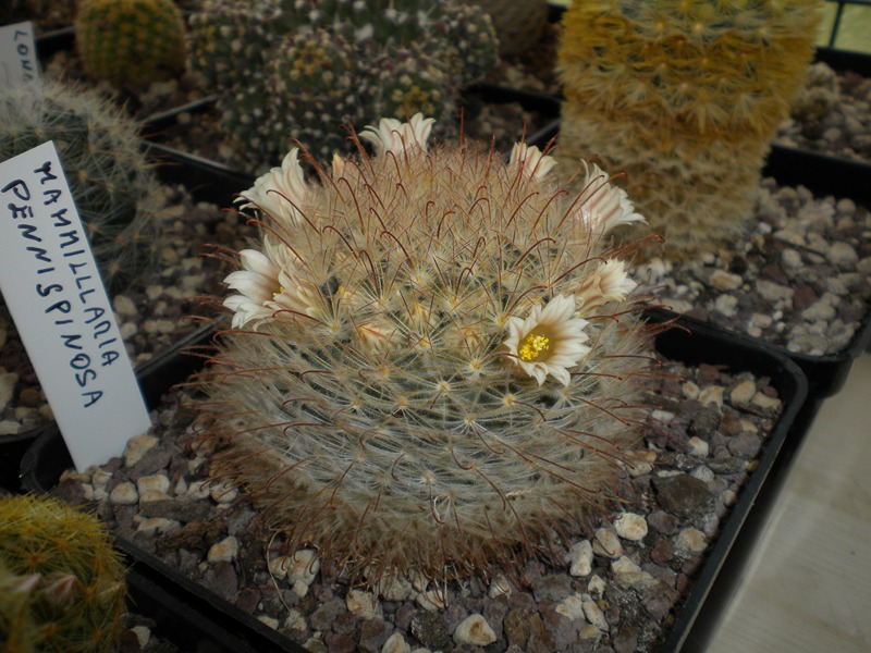 Mammillaria pennispinosa 