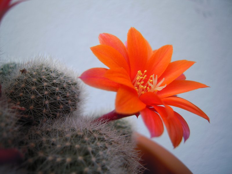 Rebutia hoffmannii 