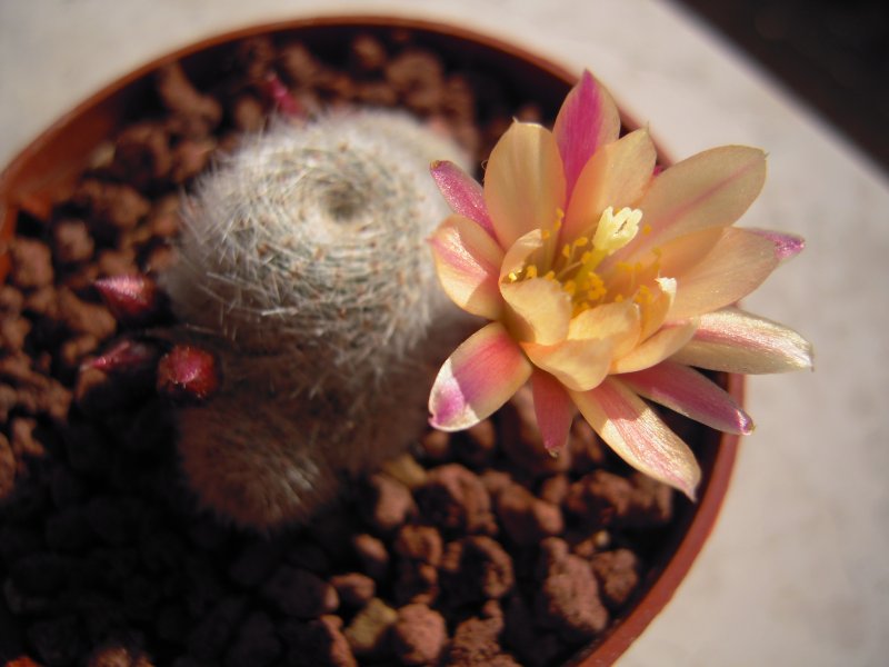 Rebutia cv. sunrise 