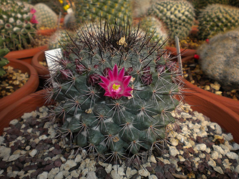 Mammillaria sonorensis LAU 83