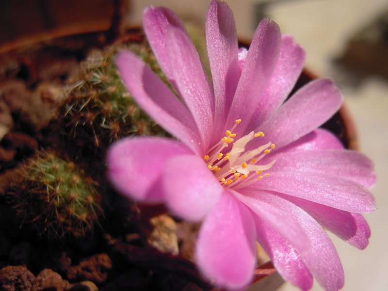 Rebutia perplexa 