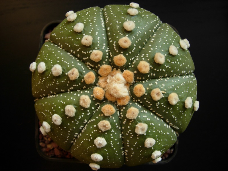 Astrophytum asterias 