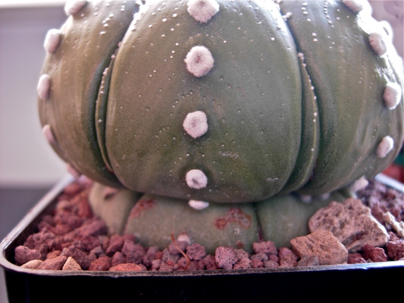 Astrophytum asterias 