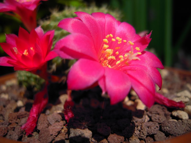 Rebutia violaciflora 