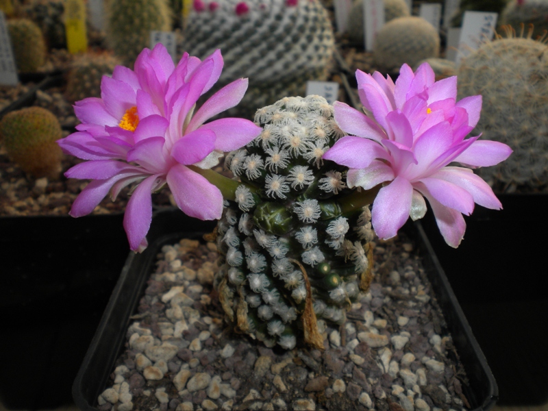 Mammillaria theresae 