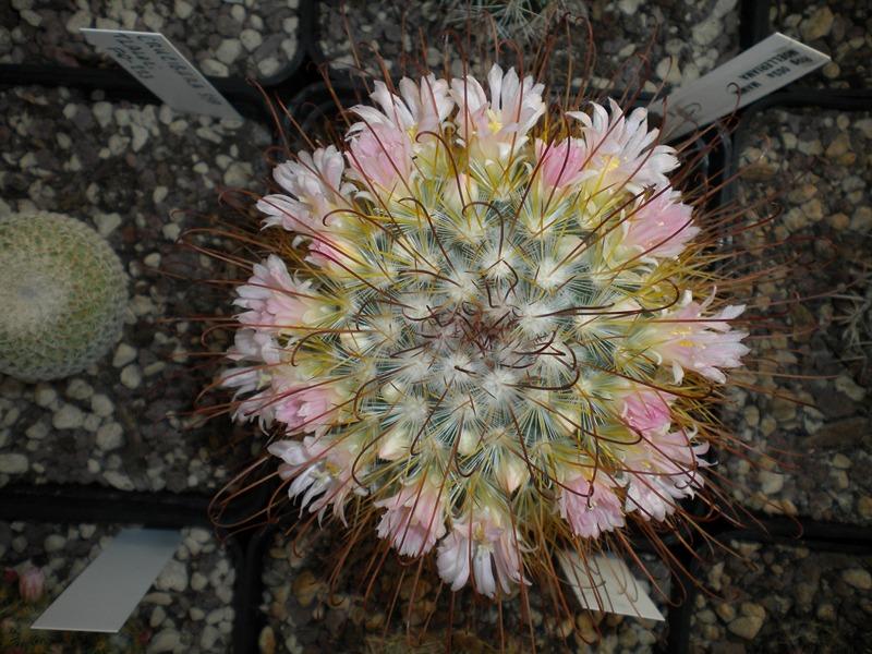 Mammillaria moelleriana ROG003a