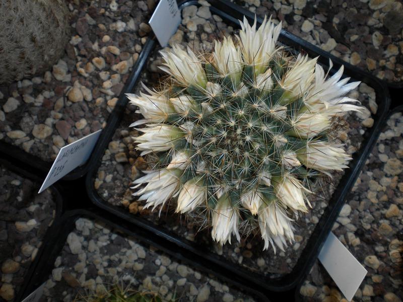 Mammillaria pilispina 