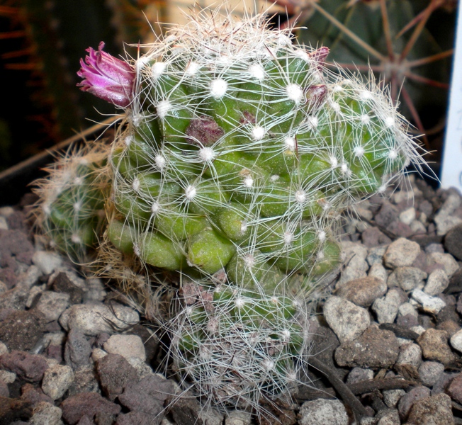 Mammillaria kraehenbuehlii 