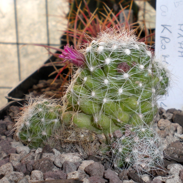 Mammillaria kraehenbuehlii 