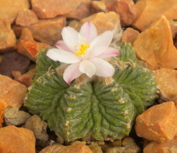 Aztekium ritteri 