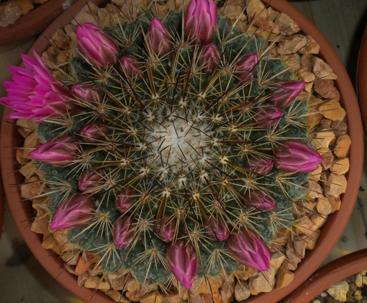 Mammillaria tesopacensis 