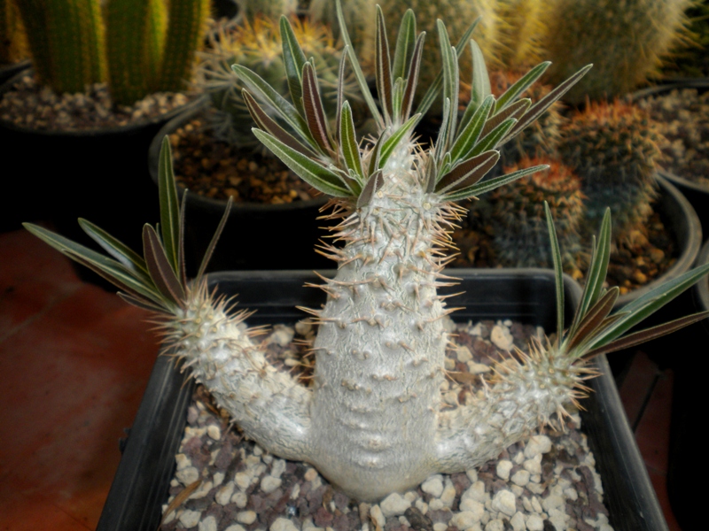 Pachypodium rosulatum v. gracilius 