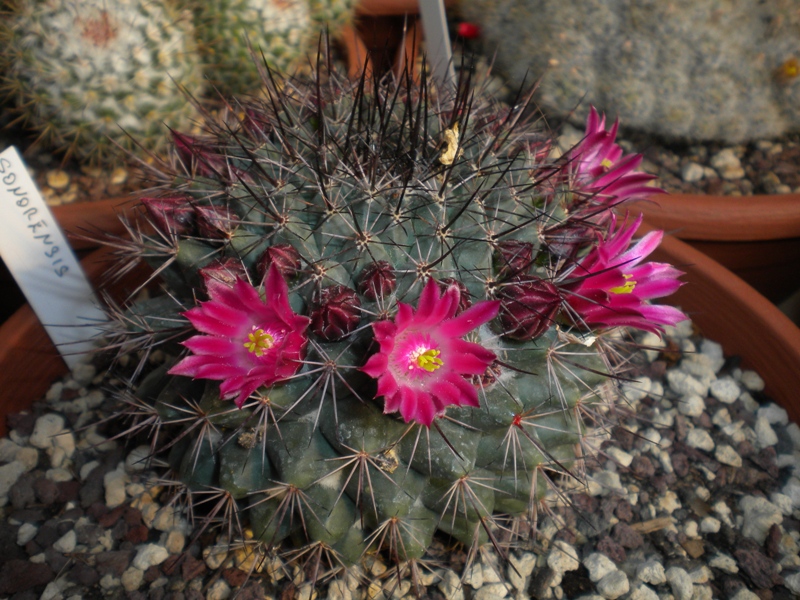 Mammillaria sonorensis LAU 83