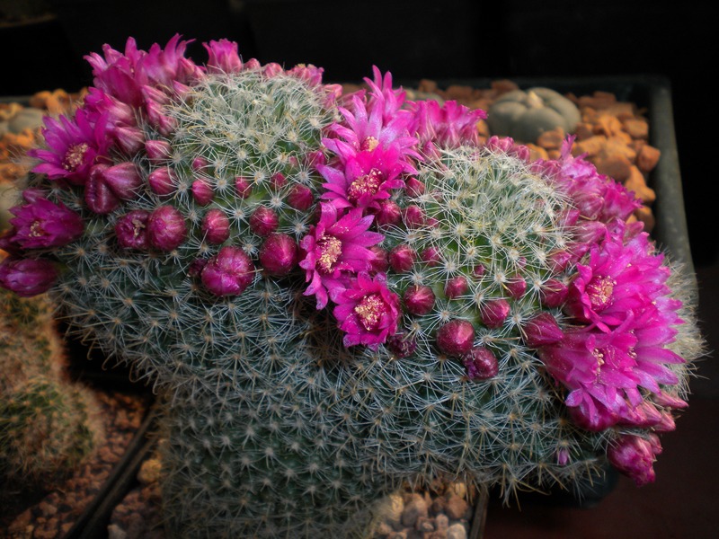 Mammillaria zeilmanniana 