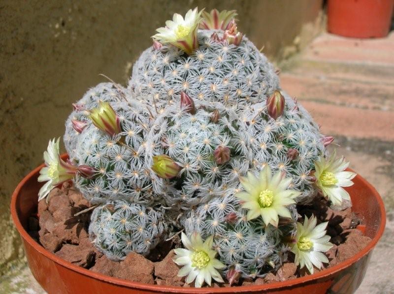 Mammillaria duwei 