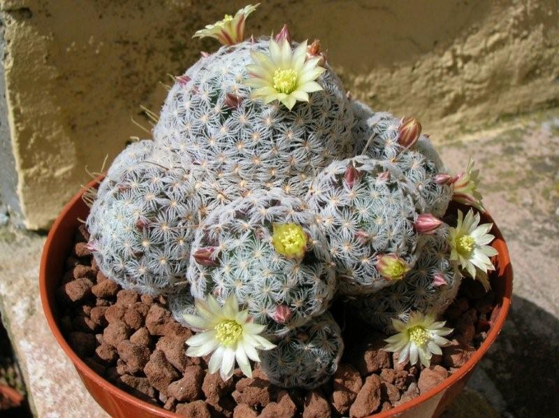 Mammillaria nana ssp. duwei 