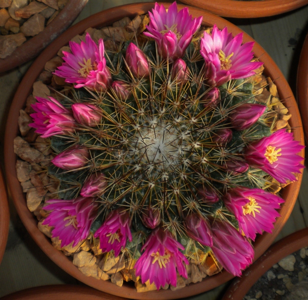 Mammillaria tesopacensis 