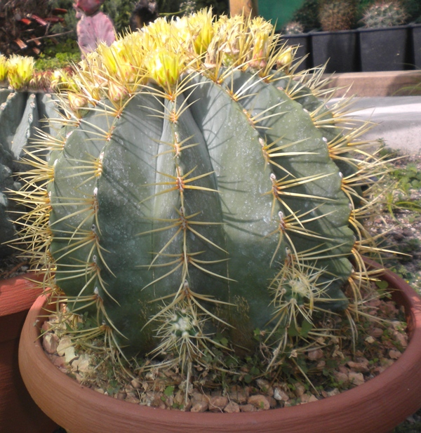 Ferocactus glaucescens 