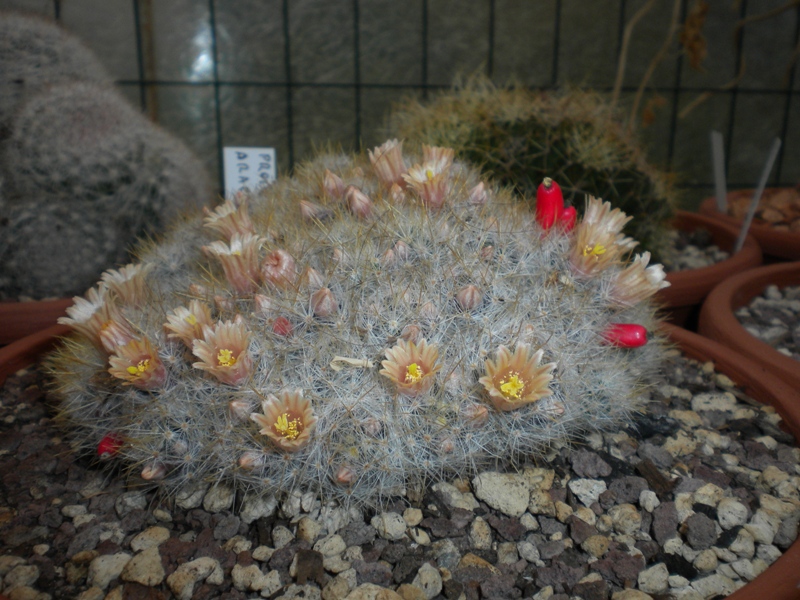 Mammillaria prolifera ssp. arachnoidea RS510