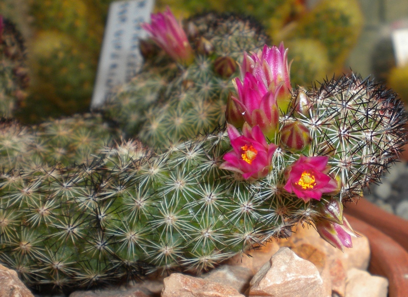 Mammillaria sphacelata ssp. viperina HO 99