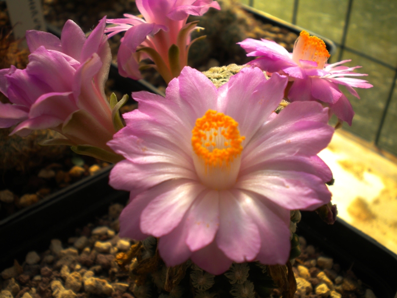 Mammillaria theresae 