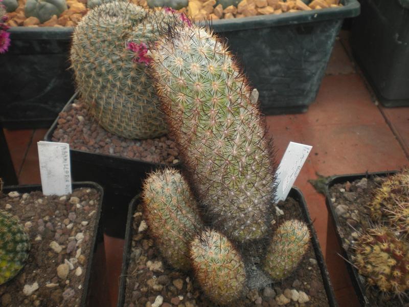 mammillaria leona