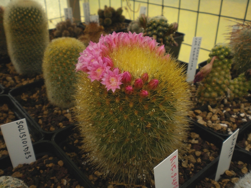 Mammillaria crassior FO273