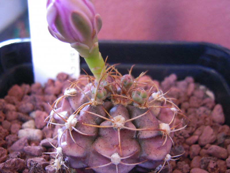 Gymnocalycium damsii cv. red blush 