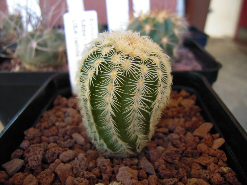 Echinocereus  reichenbachii SB941