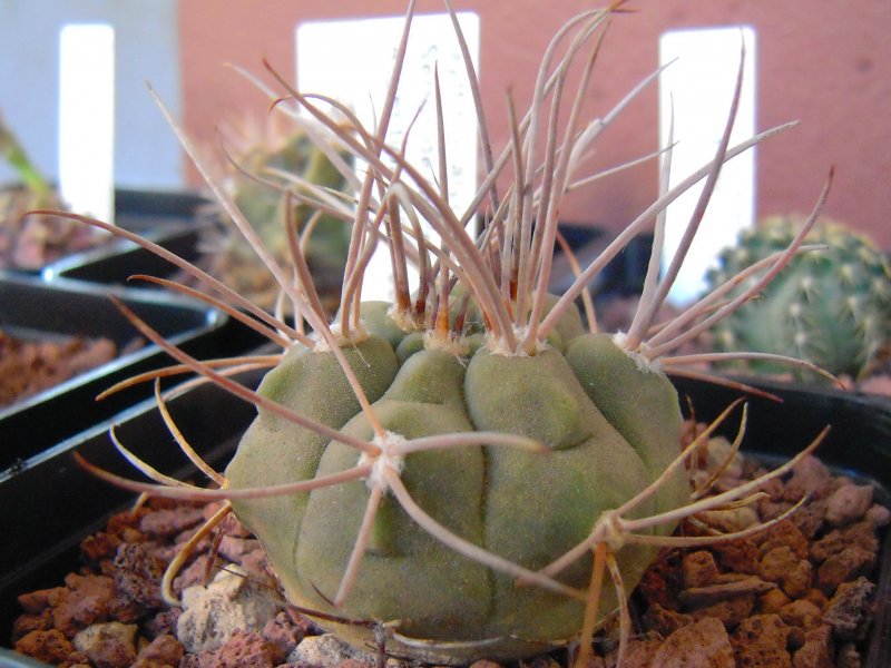 Gymnocalycium nidulans P138