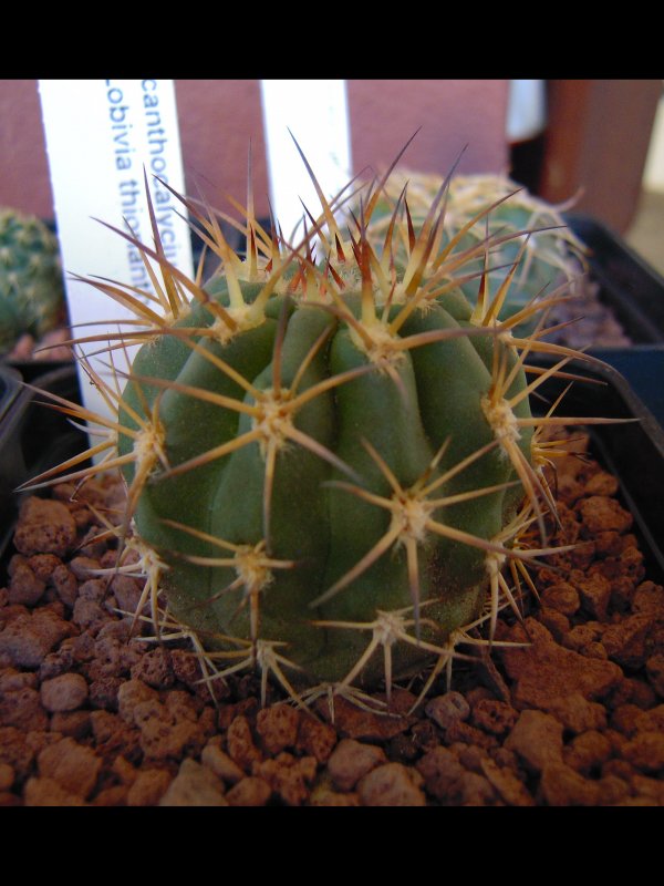 Acanthocalycium thionanthum 