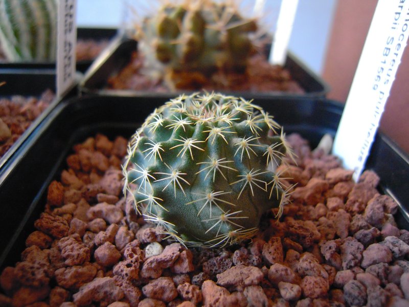 Echinocereus  pulchellus v. sharpii SB1569