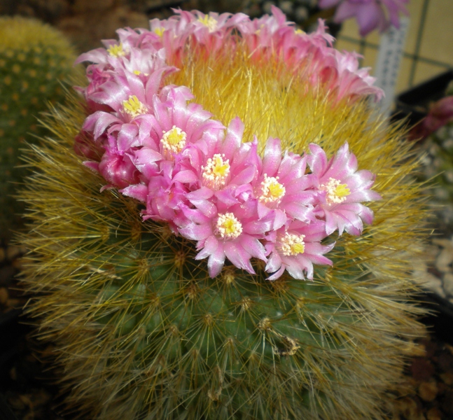 Mammillaria crassior FO273