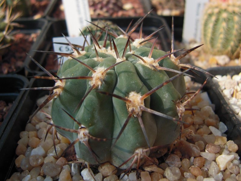 Acanthocalycium glaucum 