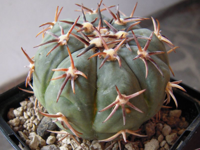 Echinocactus horizonthalonius 