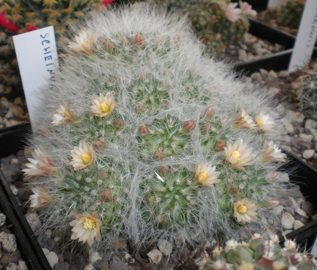 Mammillaria scheinvariana 