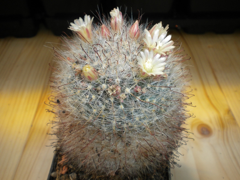 Mammillaria aff. haehneliana P 458