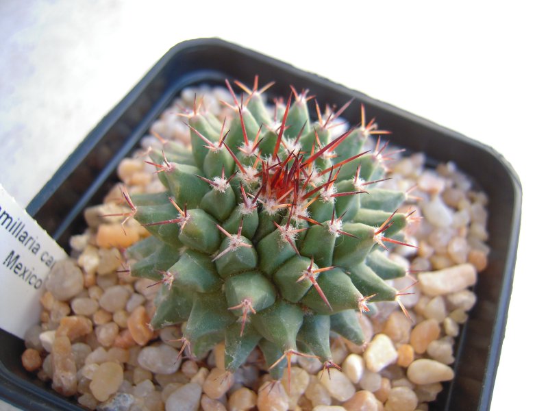 Mammillaria carnea 