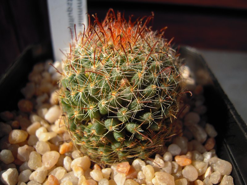 Mammillaria crinita ssp. wildii 