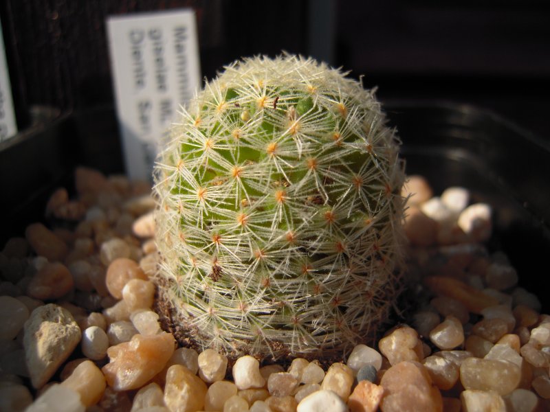 Mammillaria schiedeana ssp. giselae ML677