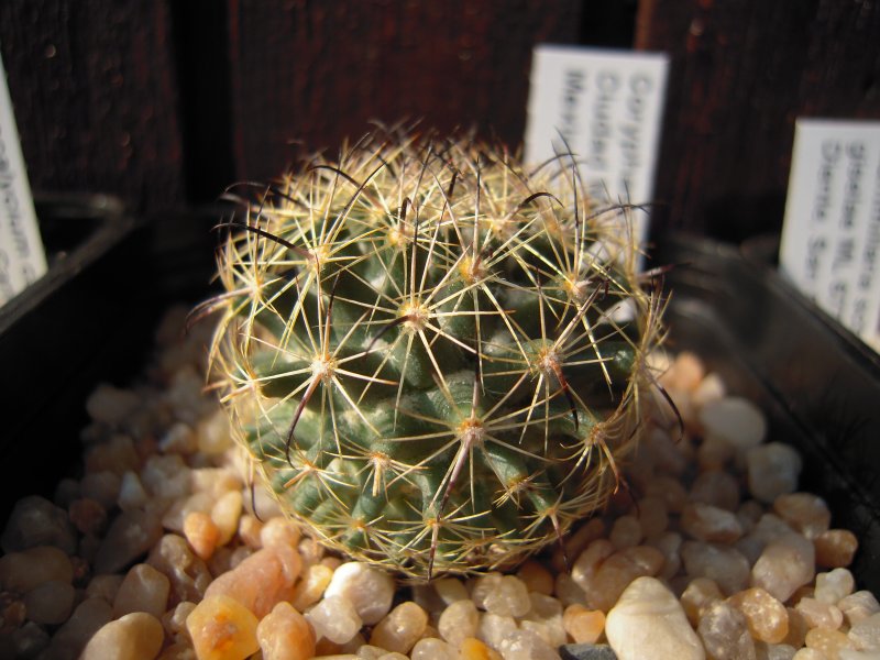 Coryphantha palmeri PP1225