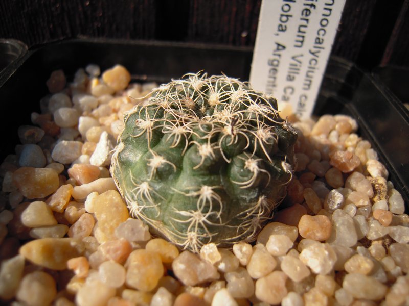 Gymnocalycium calochlorum v. proliferum 