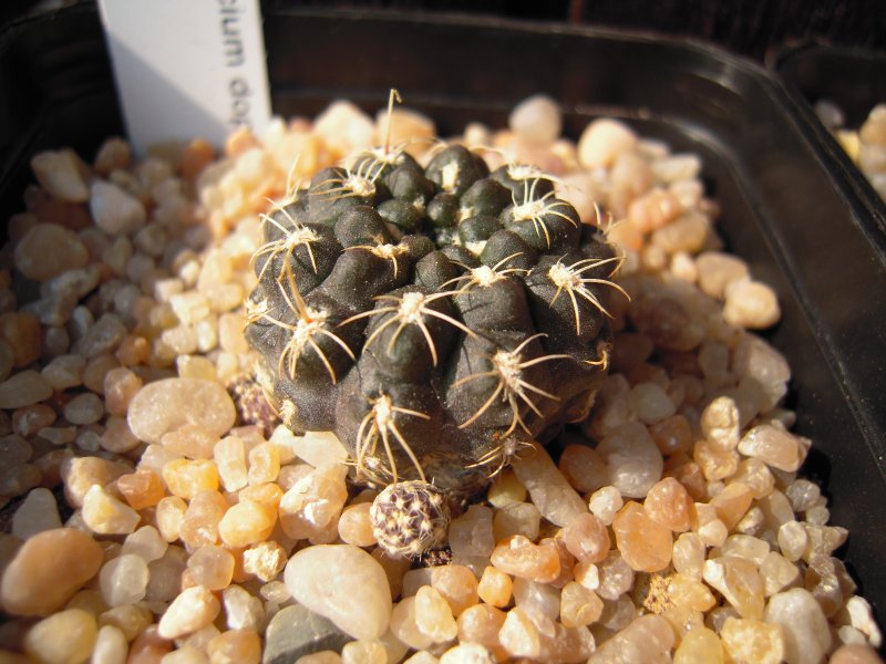 Gymnocalycium doppianum 