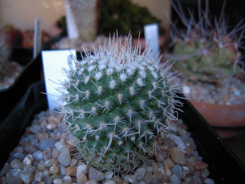 Mammillaria geminispina 