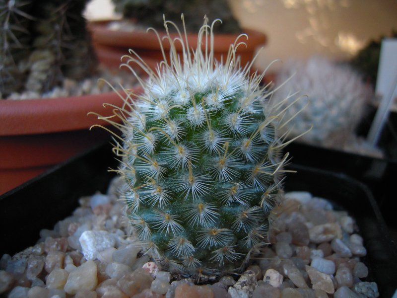 mammillaria bombycina v. flavispina