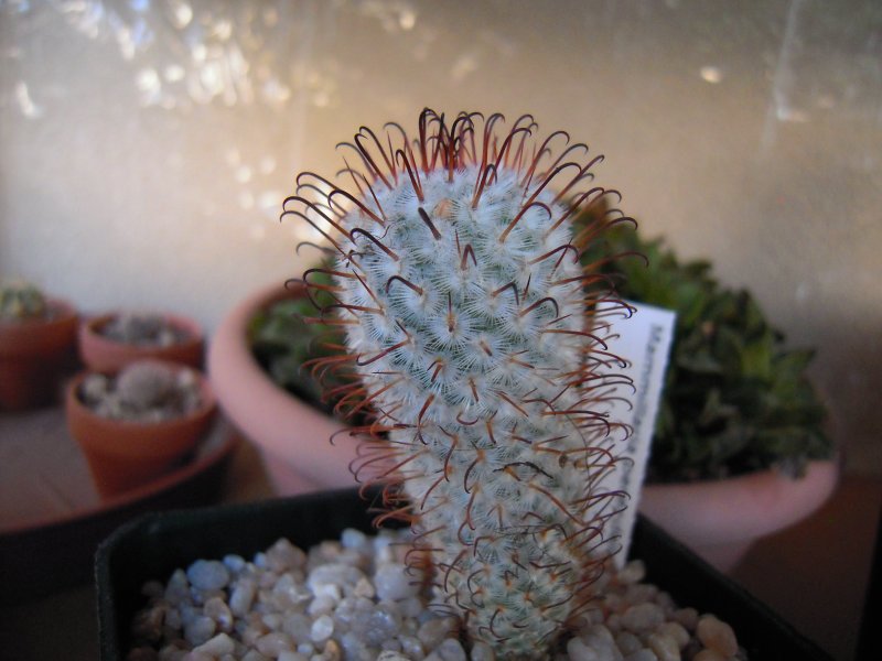 Mammillaria perezdelarosae 