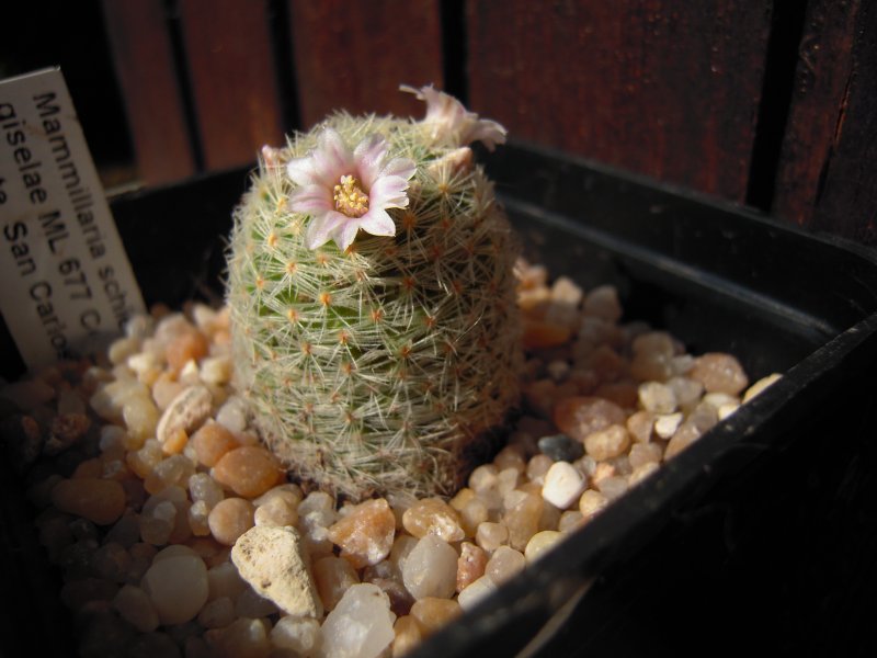 Mammillaria schiedeana ssp. giselae ML677