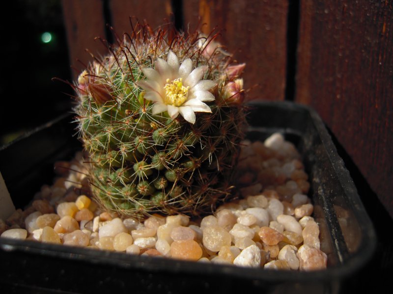 Mammillaria crinita ssp. wildii 