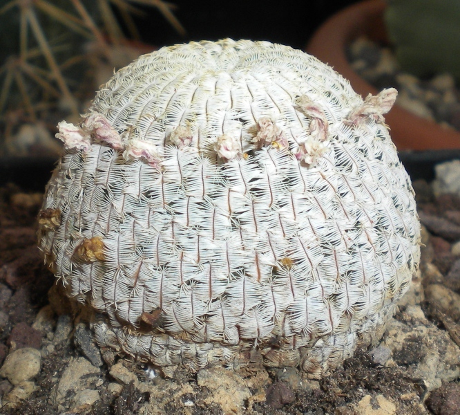 Mammillaria pectinifera 